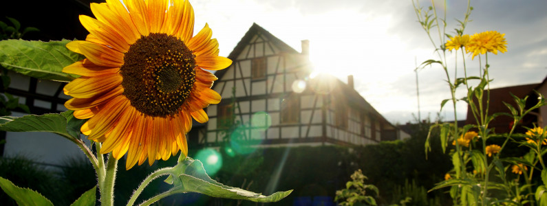 erste sonnenblume in kehl auenheim von lukas habura